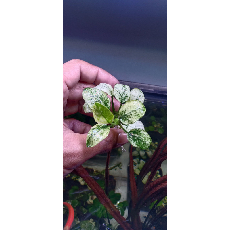 ANUBIAS PINTO SIZE CALON INDUKAN FULL DAUN AIR