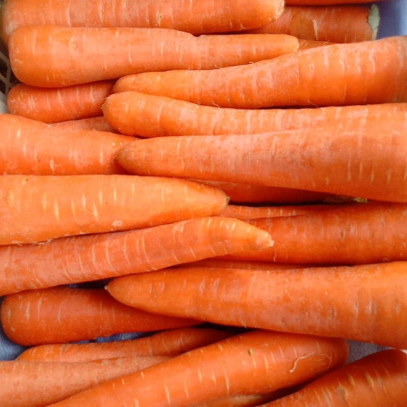 

Wortel berastagi Super