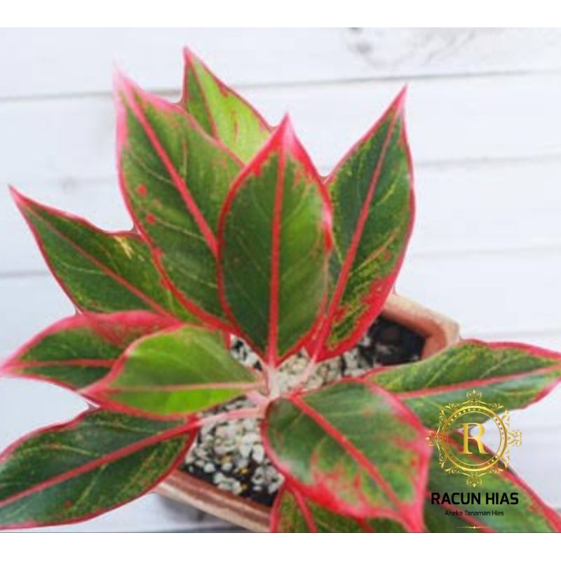 siam aurora mutasi / red aurora / aglaonema murah / obral aglaonema, bibit aglaonema