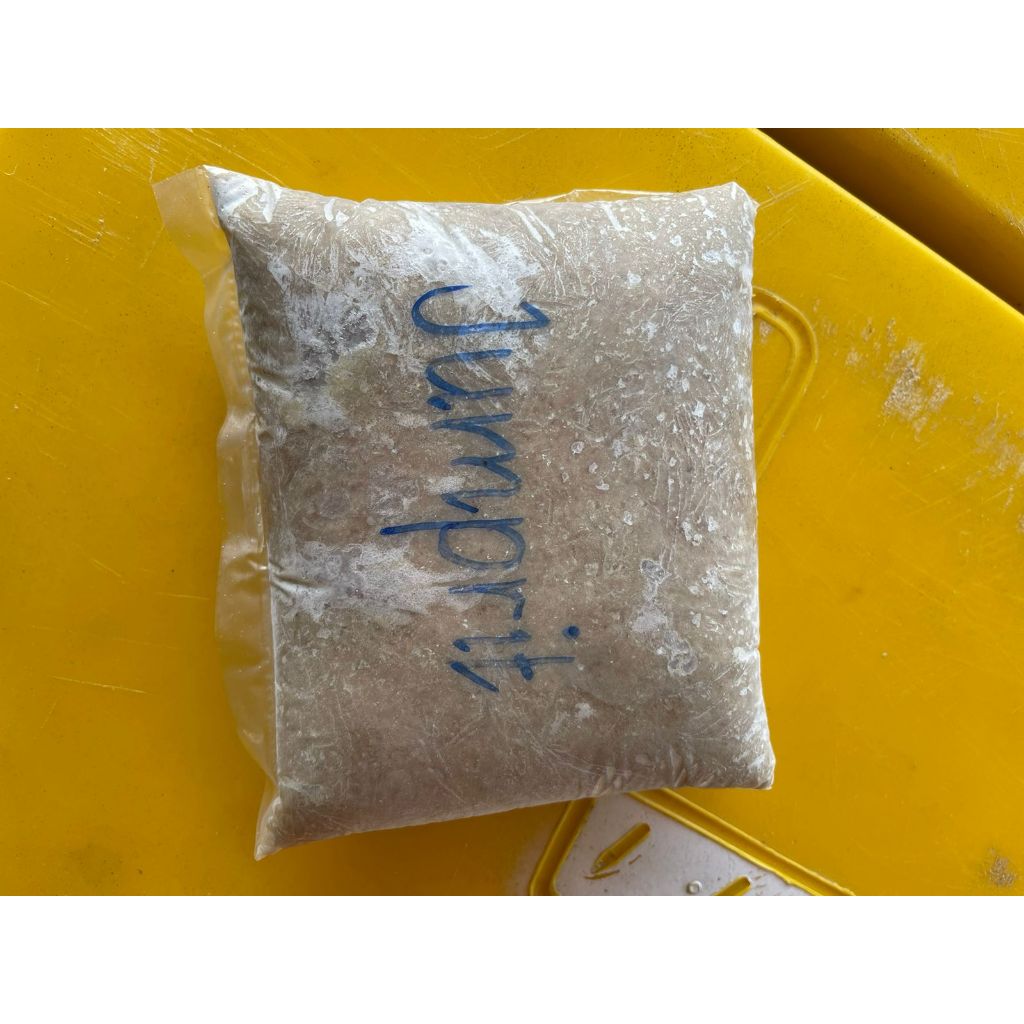 

Ikan Giling , Jenis Ikan Jumprit