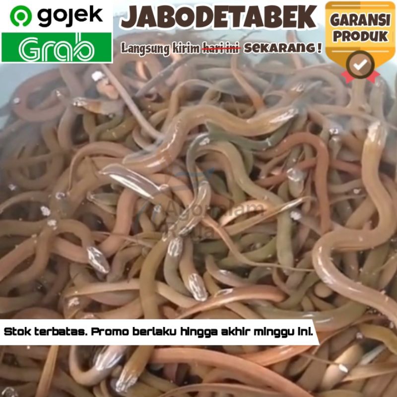 Bibit Belut Rawa Sawah Kecil Super Hidup 1Kg Isi 100 Terdekat