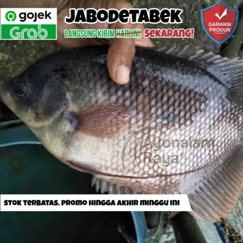 Ikan Gurame Segar Fresh Hidup 1 Kg Isi 2345 Bersih Konsumsi