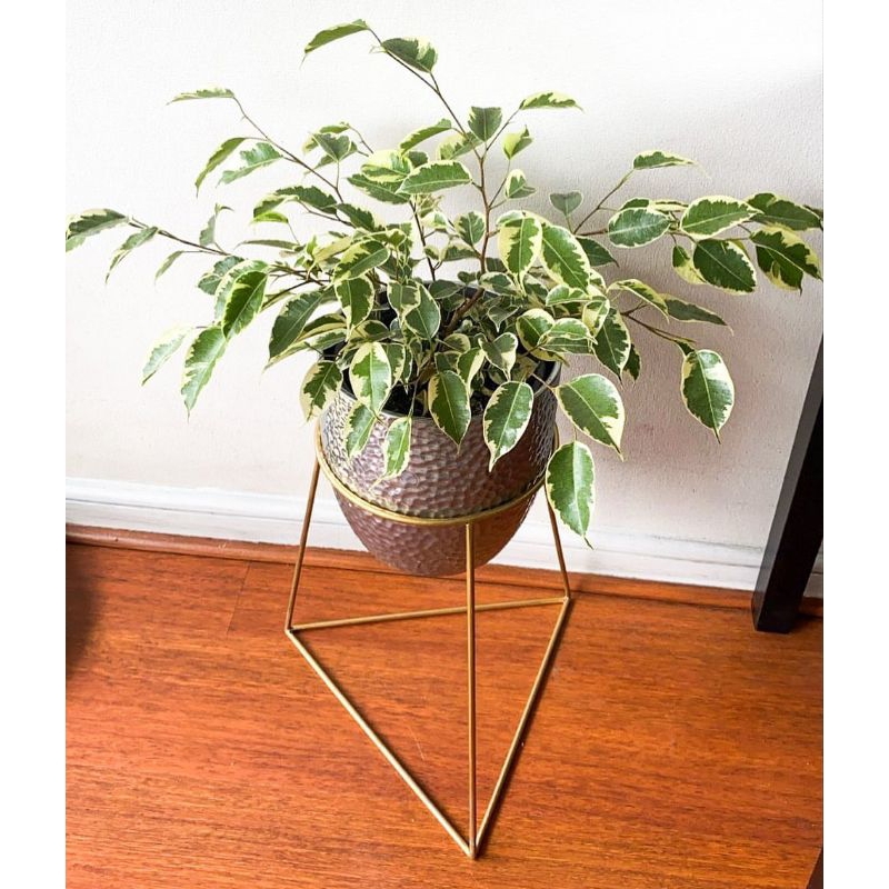 Bibit Tanaman Hias Beringin Varigata / Bahan Bonsai Variegata / Ficus Benjamina