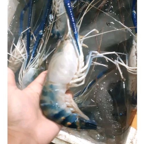 UDANG GALAH JUMBO FRESSSS GRADE A 1 KG ISI 3-6 EKOR, Pal Merah