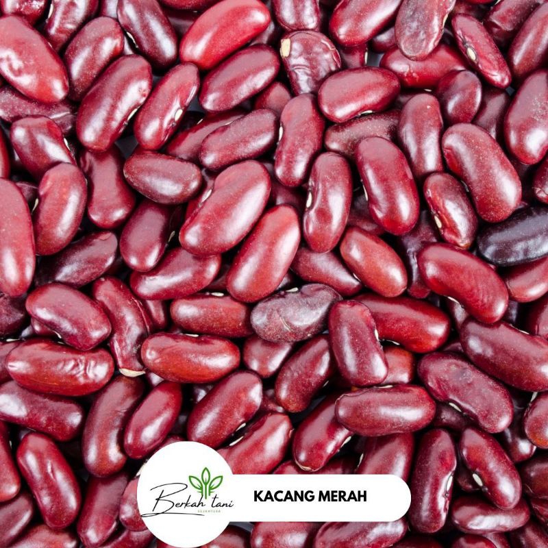 

KACANG MERAH PERKILO SEGAR