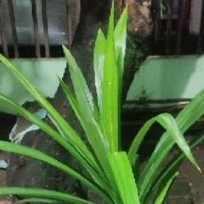 

Daun Pandan Segar Panjang 30 cm