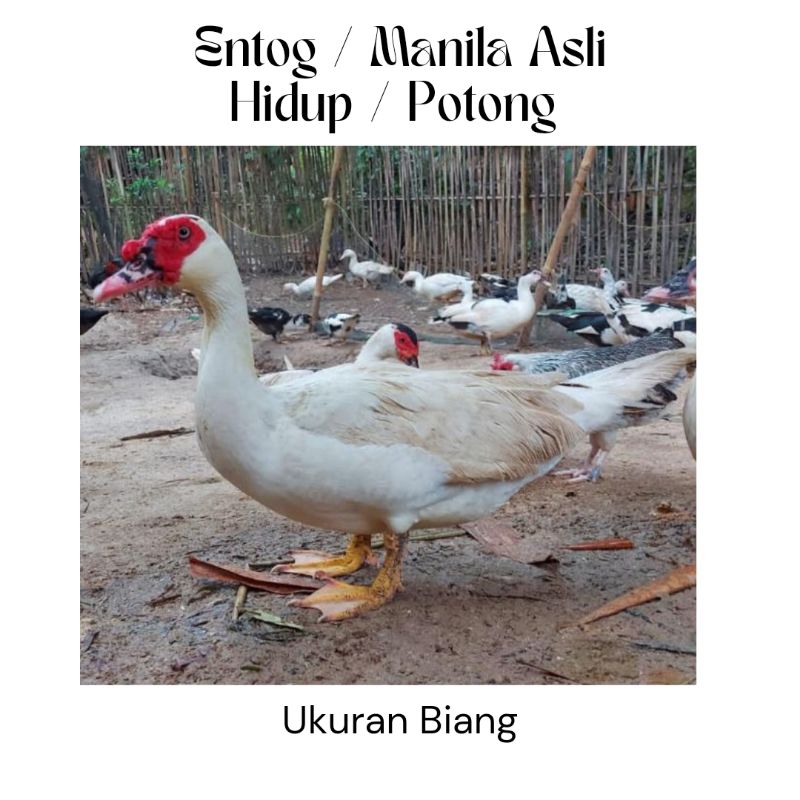 

Entok Manila Asli Biang