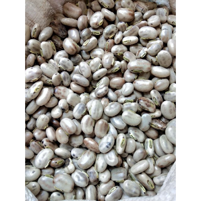 

ISI BENGUK/WOSE BENGUK