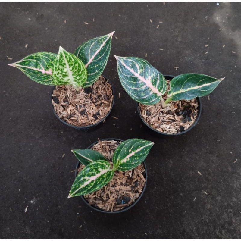 Tanaman Hias Hidup Aglonema Koleksi Aglonema Mutiara Alba Anakkan Realpict