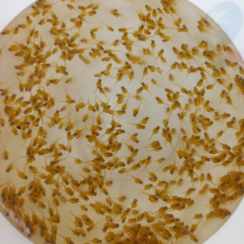 TELOR IKAN GURAME PADANG SUPER PAKET 1000 BUTIR