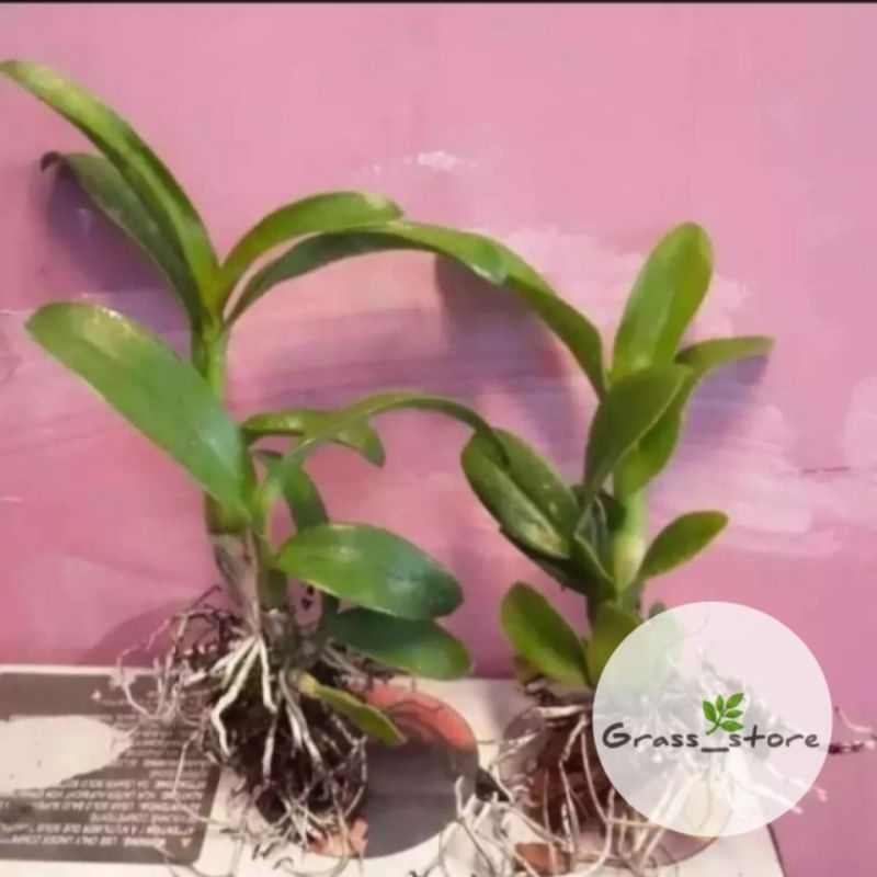 Promo 2-paket hemat tanaman anggrek dendrobium- pohon anggrek dendrobium hijau