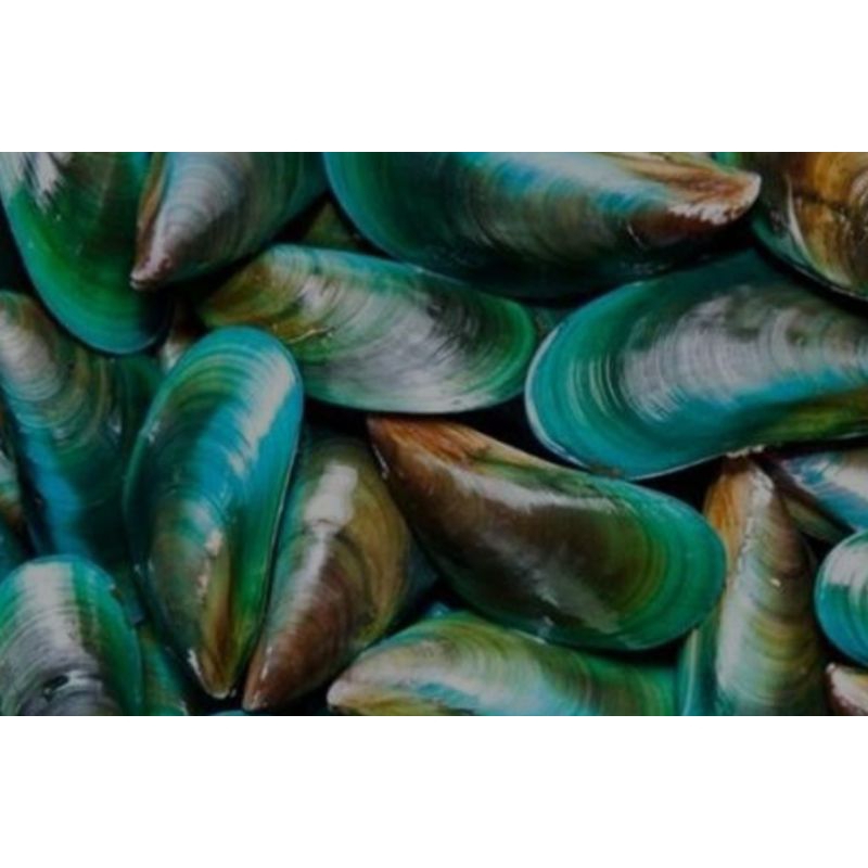 

Kerang Hijau Besar ±1kg