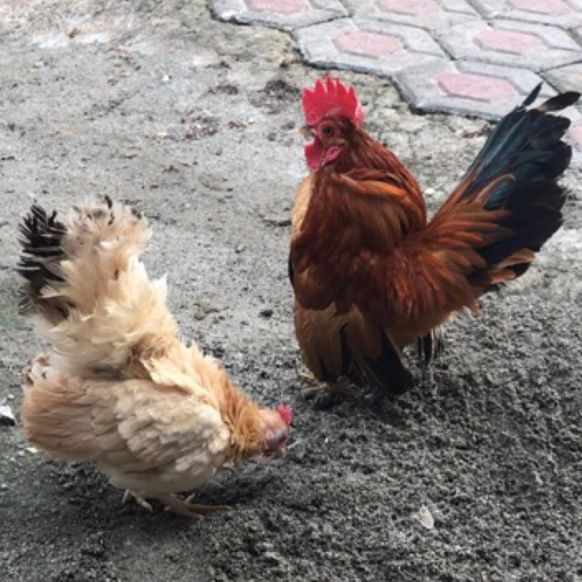 Ayam Serama indukan sepasang