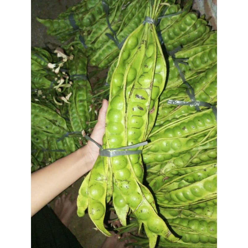 

Pete fres segar 10papan