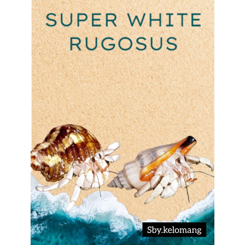 Super White Rugosus Mainan Edukatif