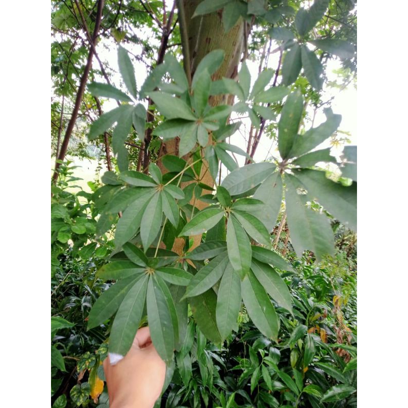 

daun kapok daun randu 100 lembar basah