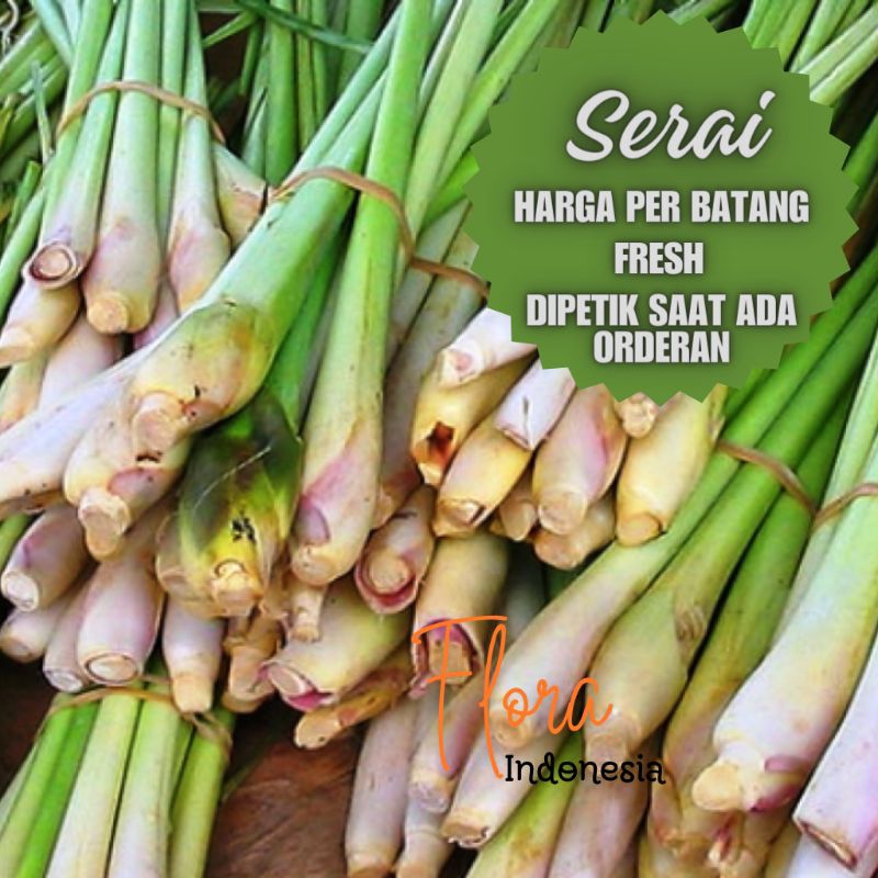 

Sereh Segar di ambil saat ada orderan