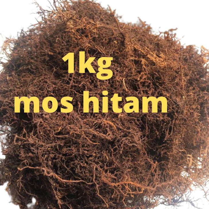 99 BRANDS FESTIVAL mos hitam asli media anggrek 1kg