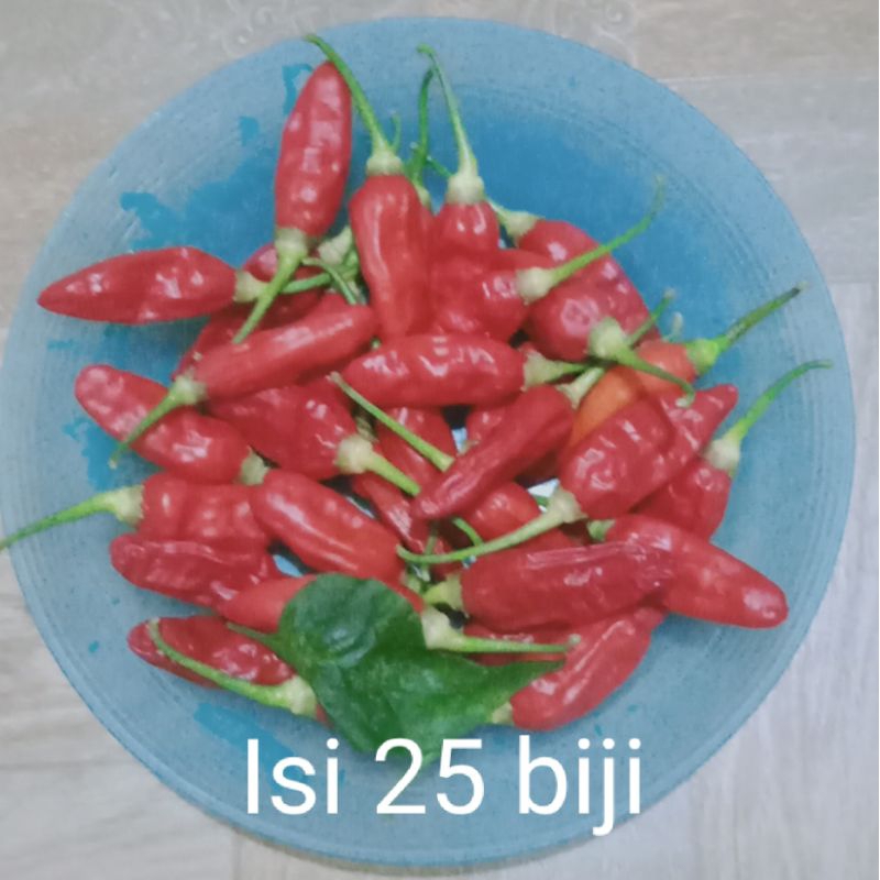Bibit cabe rawit setan | bibit cabe hijau | bibit cabe merah besar | pedas | bibit cabe ori | bibit 