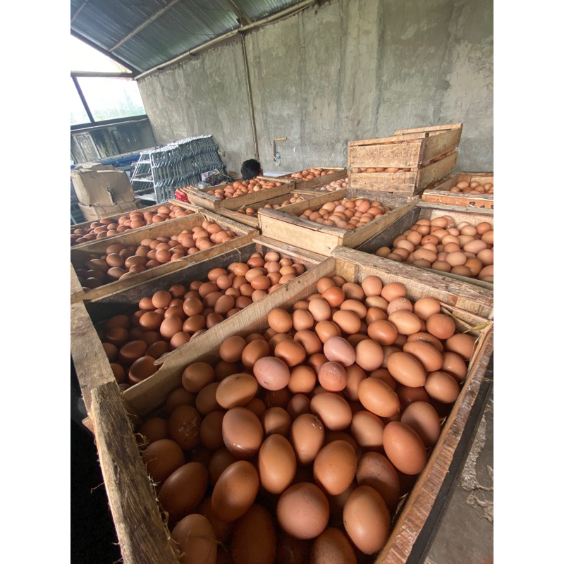 

Telur Ayam Fresh Langsung Dari Pertenakan Kami