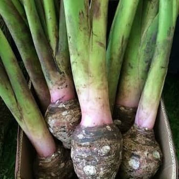 

batang talas / lompong batang sayur 1 kilo tidak gatal bisa dimasak