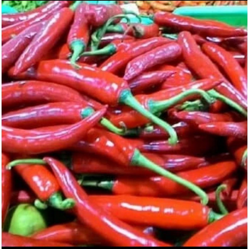 

cabai merah besar