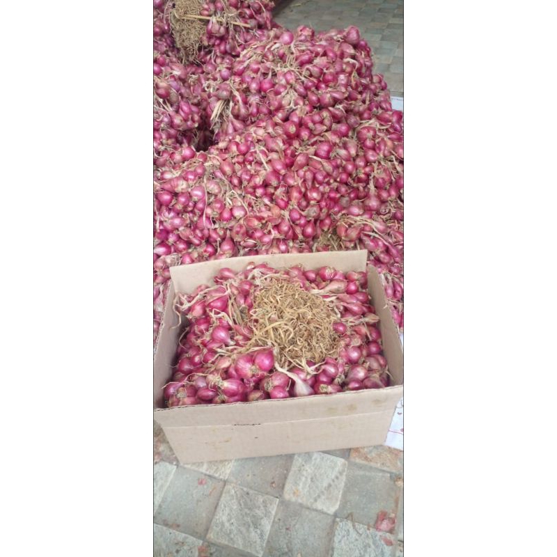 

Bawang merah asli brebes