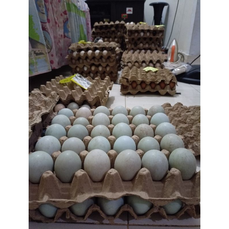 

Telur Bebek Fresh Produksi Sendiri