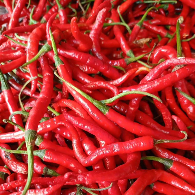 

Cabe keriting merah jual per seperempat