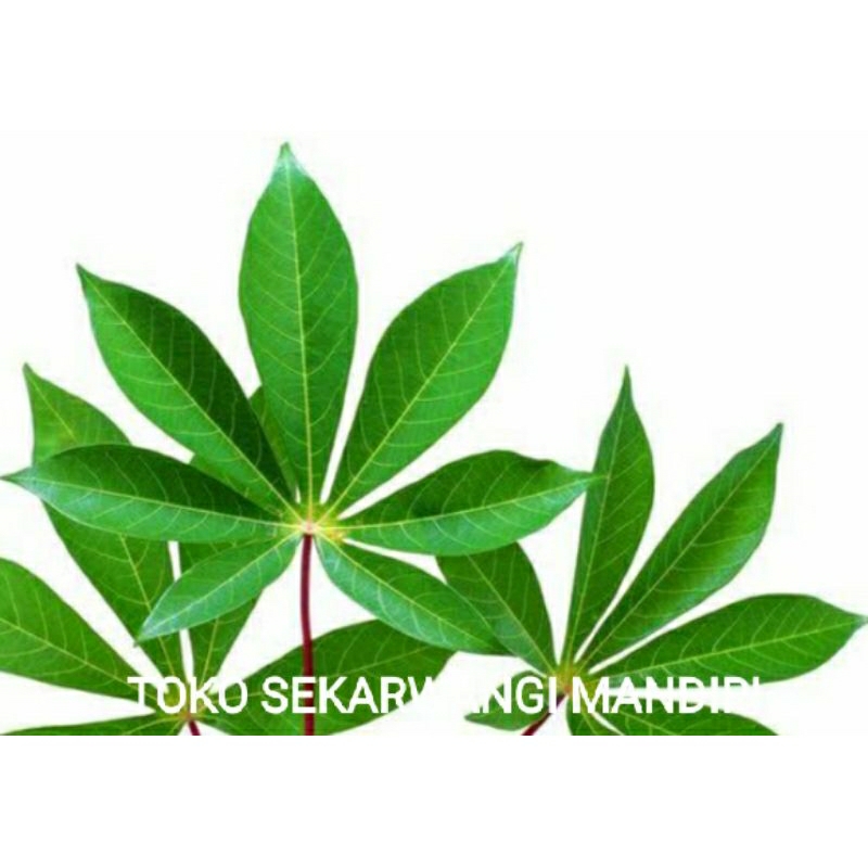 

DAUN SINGKONG SATU KILOGRAM SEGAR MANTAP