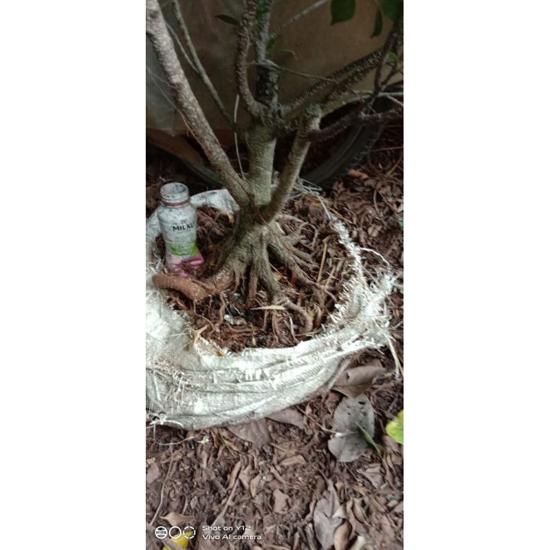 bahan bonsai kimeng Prokar murah