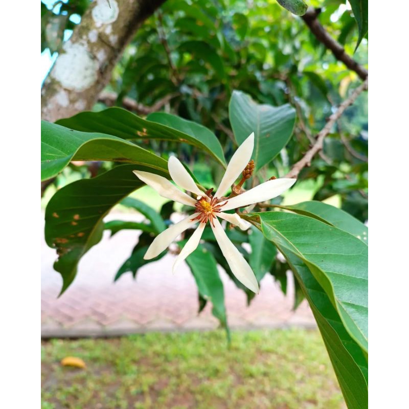 Tanaman Bunga Cempaka kuning / Kembang kantil kuning / vegetasi lebah klanceng dan trigona / Magnoli