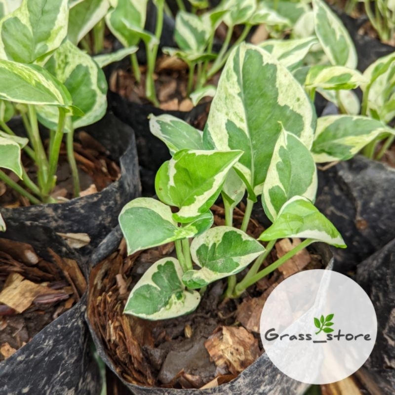 Tanaman Hias Sirih Gading Enjoy - sirih gading - sri gading