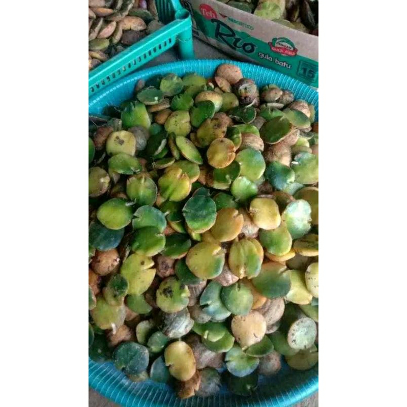 

jengkol lahang 1kg promo asli dari kampung