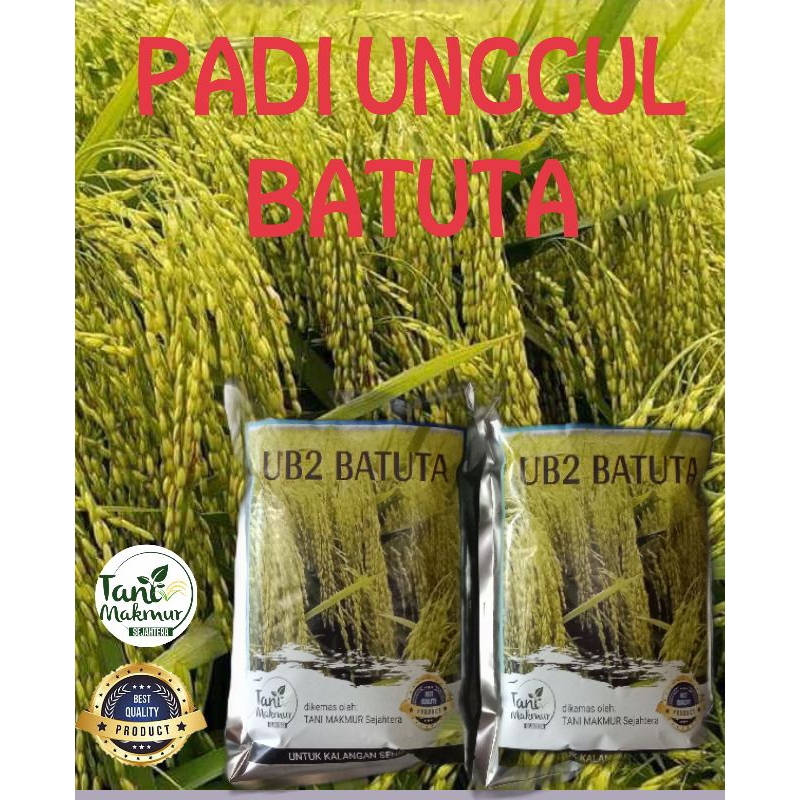 Benih padi Batuta asli kemasan 1kg