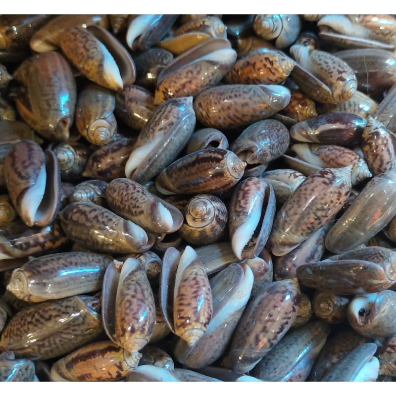 cangkang kerang laut - kerang Kelengkeng hitam - 1 kg - perlengkapan akuarium - bahan kerajinan tang