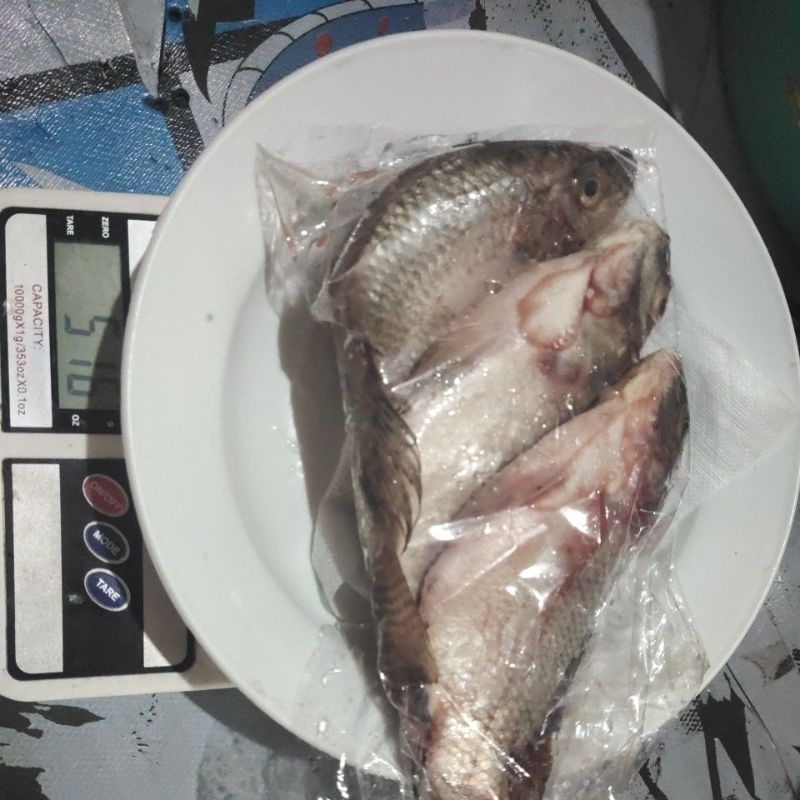 

ikan mujaer /nila segar 500gram