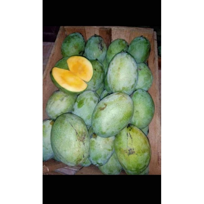 

READYY..buah mangga manalagi/mangga madu 1kg mengkal