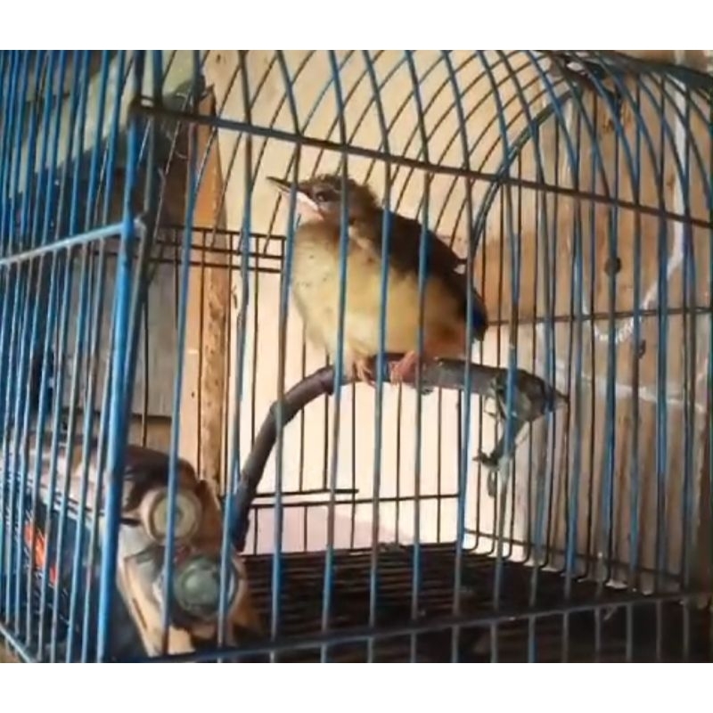 Burung Cucak Jenggot Jawa Lolohan