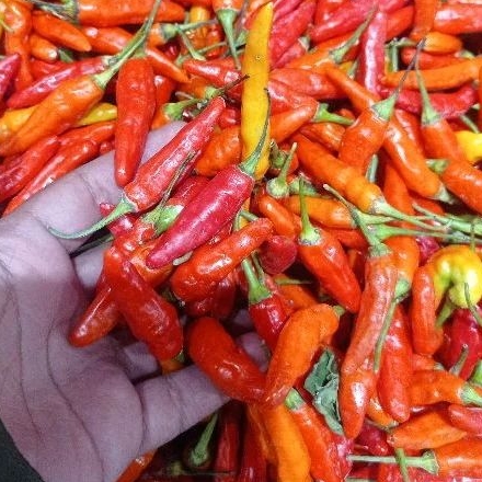 

CABE RAWIT MERAH SEGAR 1KG 500gr 250gr | Sayuran Segar | Lestaria
