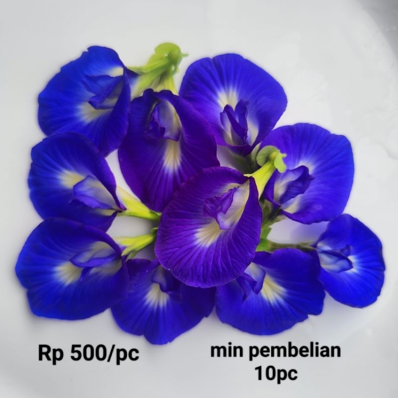 

Bunga Telang segar