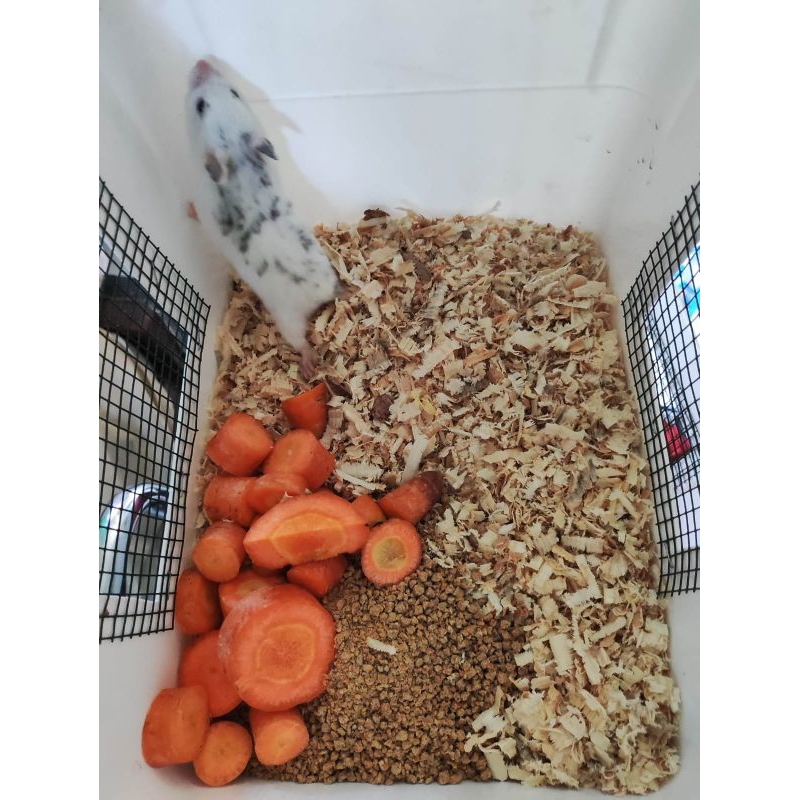 

Packing Box Ice 8LT (Sangat Aman & KOKOH Untuk Pengiriman Hamsky Jarak Jauh)