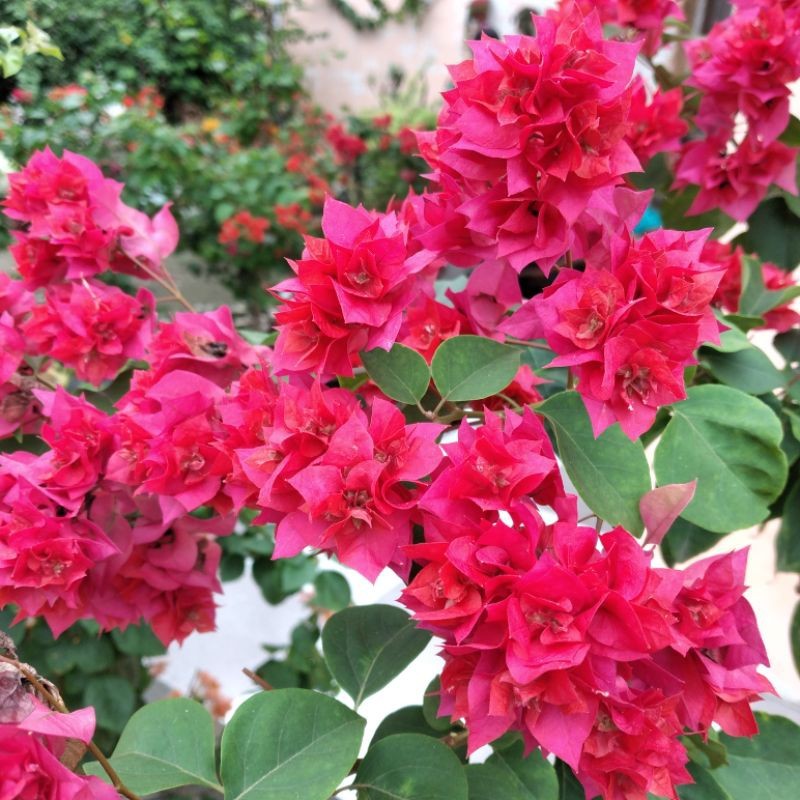 BUGENVIL HAWAI MERAH FANTA TUMPUK ORIAN / BOUGENVILLE HAWAI MERAH FANTA SUBUR DAN RIMBUN