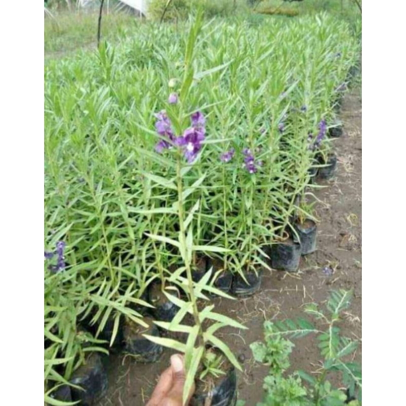 bibit bunga lavender