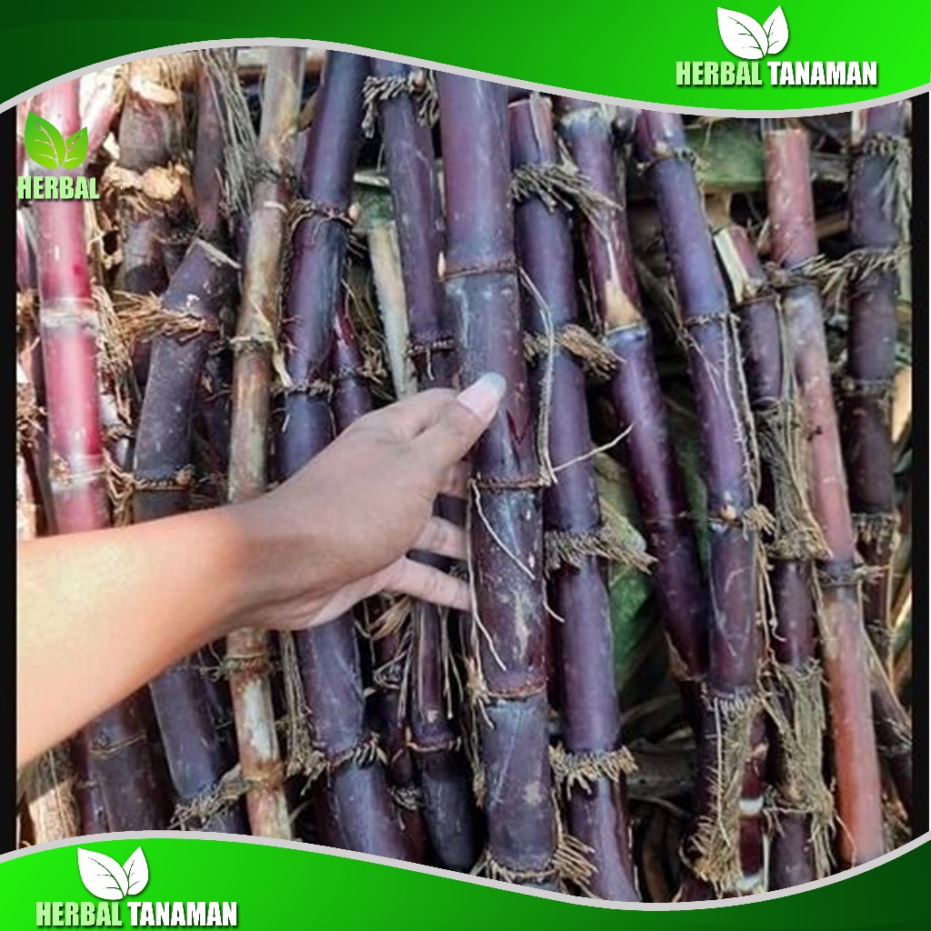 

Stek Batang Tebu Ireng Segar - Tebu Hitam 1 kg Fresh Langsung petik