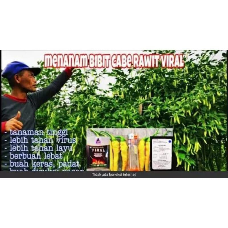 35Benih Cabe Viral benih cabe viral (jaminan asli)