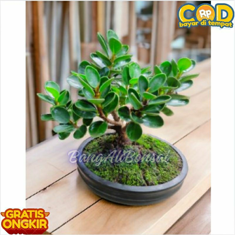 BIBIT BONSAI DOLAR MIKRO MANGKOK ASLI COD SELURUH INDONESIA