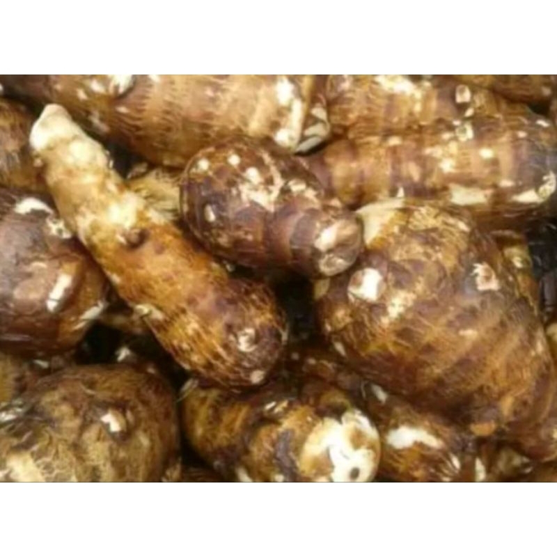 

UMBI TALAS PULEN ASLI BERESIH 1KG