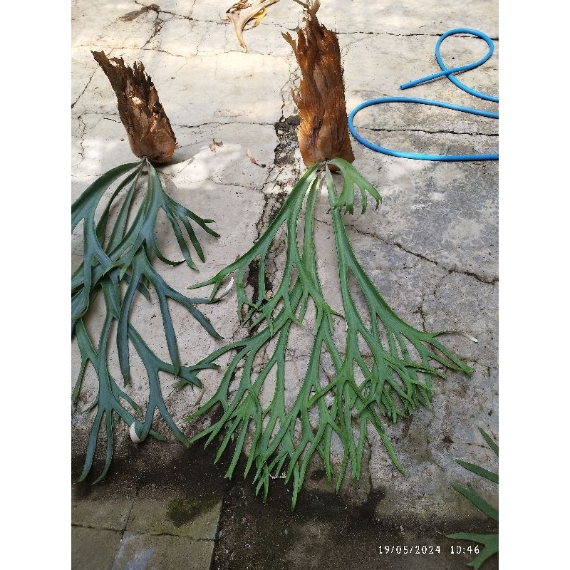 willinckii  / simbar menjangan/ platycerium willinckii