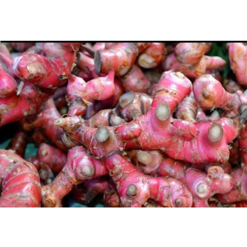 

lengkuas segar 500g 300g